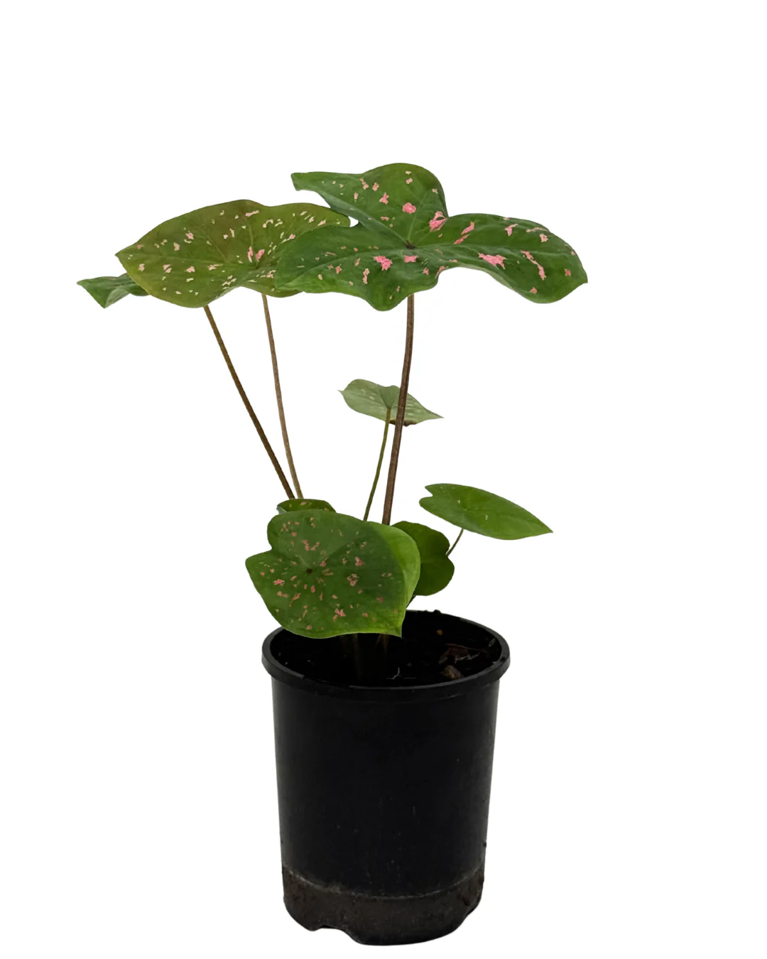 Easy Care Indoor