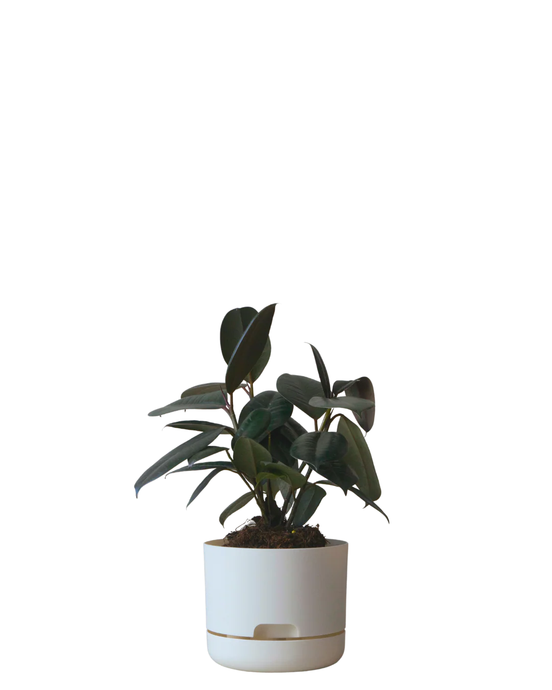 Eco-Plastic Pots